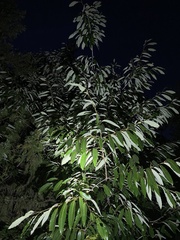 Quercus variabilis