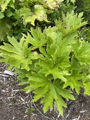 Cacaliopsis nardosmia