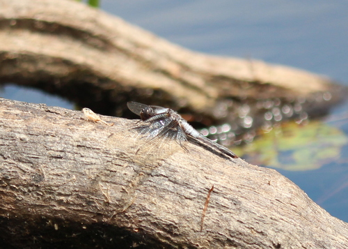 Chalk-fronted Corporal photo 5