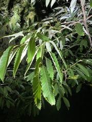 Quercus variabilis