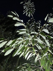 Quercus variabilis