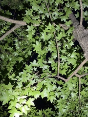Acer pictum mono