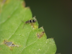 Entomobryomorpha