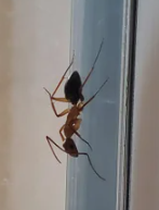 Camponotus inaequalis