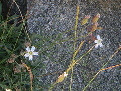 Silene douglasii douglasii