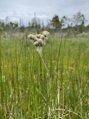 Antennaria pulcherrima