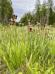 Antennaria pulcherrima