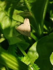 Macrochilo cribrumalis