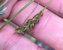 Carex depauperata