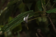 Masca abactalis