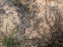 Wahlenbergia debilis
