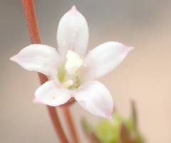 Wahlenbergia debilis