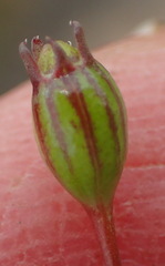 Wahlenbergia debilis
