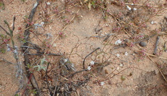 Wahlenbergia debilis