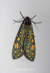 Callindra principalis