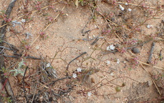 Wahlenbergia debilis