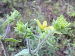 Silphium mohrii