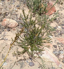 Erica coarctata