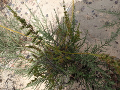 Erica coarctata