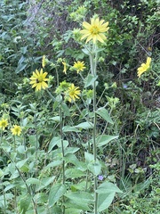 Silphium mohrii