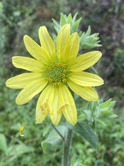 Silphium mohrii