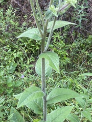 Silphium mohrii