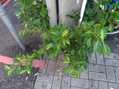 Ficus microcarpa
