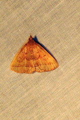 Zanclognatha jacchusalis