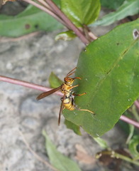 Polistes japonicus