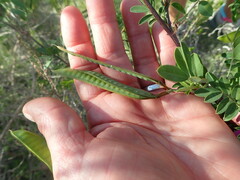 Tephrosia grandiflora