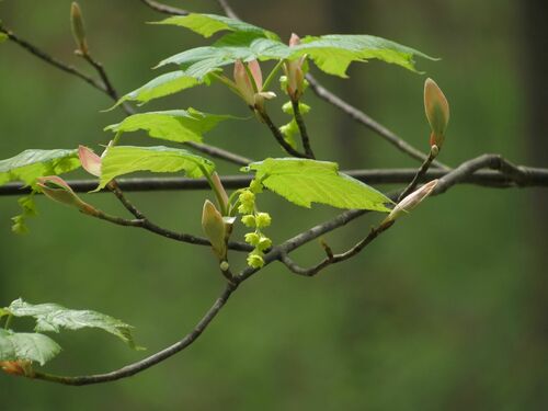 Manchurian Striped Maple