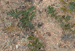 Pelargonium radulifolium