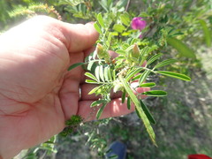 Tephrosia grandiflora