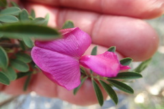 Tephrosia grandiflora