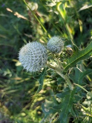 Cirsium laniflorum