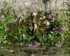 Physostegia purpurea
