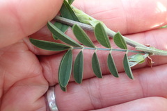 Tephrosia grandiflora