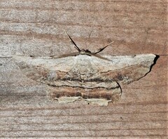 Lytrosis unitaria