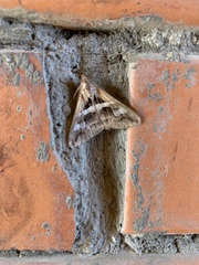 Melipotis cellaris