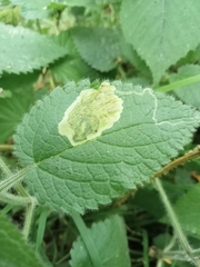 Amauromyza labiatarum