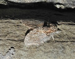 Peridea basitriens