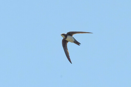 Vencejo real (Tachymarptis melba)