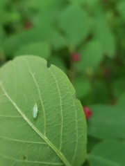 Malacocoris chlorizans