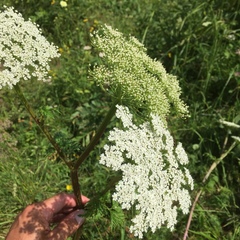 Opopanax persicus