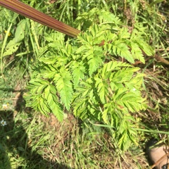 Opopanax persicus
