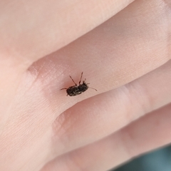 Exechesops foliatus