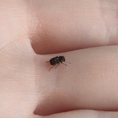 Exechesops foliatus