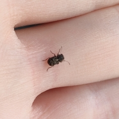 Exechesops foliatus