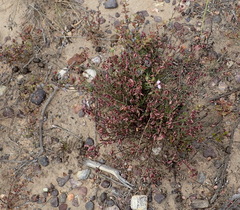 Polygala wittebergensis