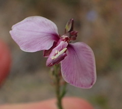 Polygala wittebergensis